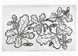 old paper with a picture of the acorns and leaves
