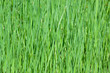 bassin aux joncs, massette, roseau ,typha angustifolia