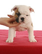 show puppy