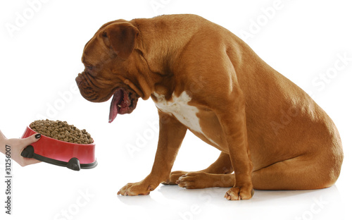 Photo: dog being fed dog being fed