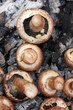 fungal