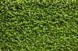Photo: Green leaves wall background . Green leaves wall background .