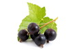 Schwarze Johannisbeeren mit Blättern, blackcurrant