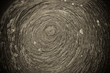 tree rings