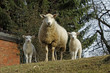 Schaf mit Lamm Schaf mit Lamm
