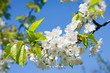 Spring flowers