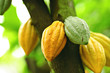 Cocoa pods