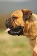 Bullmastiff Profil