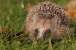 Igel