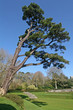 cedar tree