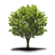 Baum