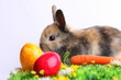 Osterhase