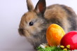 Osterhase