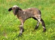 agneau