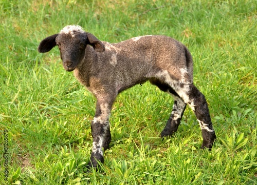 Photo: agneau agneau