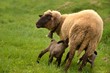 agneau