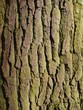 close up of elm tree bark close up of elm tree bark
