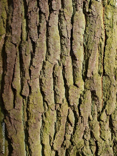 elm tree bark photo. close up of elm tree bark