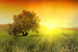 Sunrise and olive tree