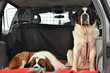 Saint Bernard et voiture Saint Bernard et voiture