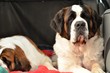 Saint Bernard