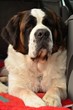 Saint Bernard