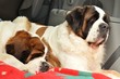 Saint Bernard