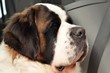 Saint Bernard
