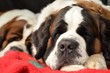 Saint Bernard