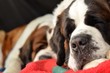 Saint Bernard