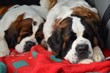 Saint Bernard