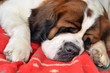 Saint Bernard
