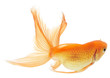 gold fish isolated on white gold fish isolated on white