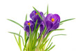 Violet crocus Violet crocus