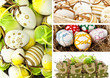 Easter eggs and chicken collage