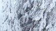 Snowy Fir Tree