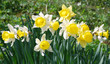 Narcissi