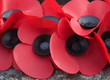 Poppies
