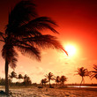 sunrise palm sunrise palm