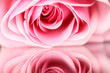 pink rose