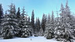 Winter forest