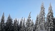 Winter forest