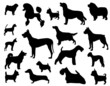 Dog breeds