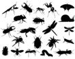 insect