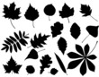 foliage silhouette