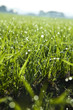 grass tree green field summer