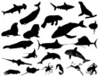 sea animals
