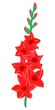 Gladiolus. Vector