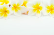 frangipani flower on white background frangipani flower on white background