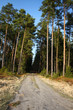 Forest path